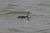 Red-throated Diver at Southend Pier (Steve Arlow) (62300 bytes)